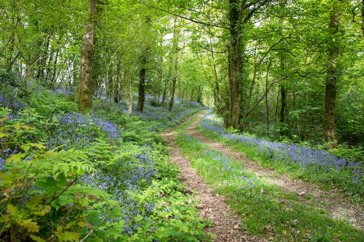 A grassy path through green woodland lined with bluebells